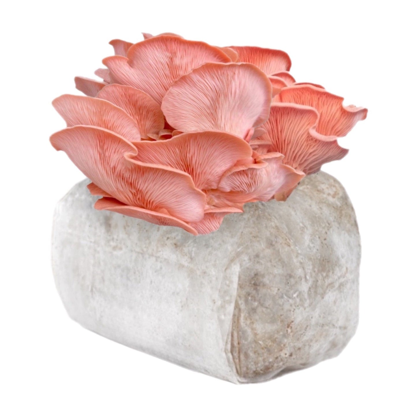 Pink Oyster Mushroom Grow Kit