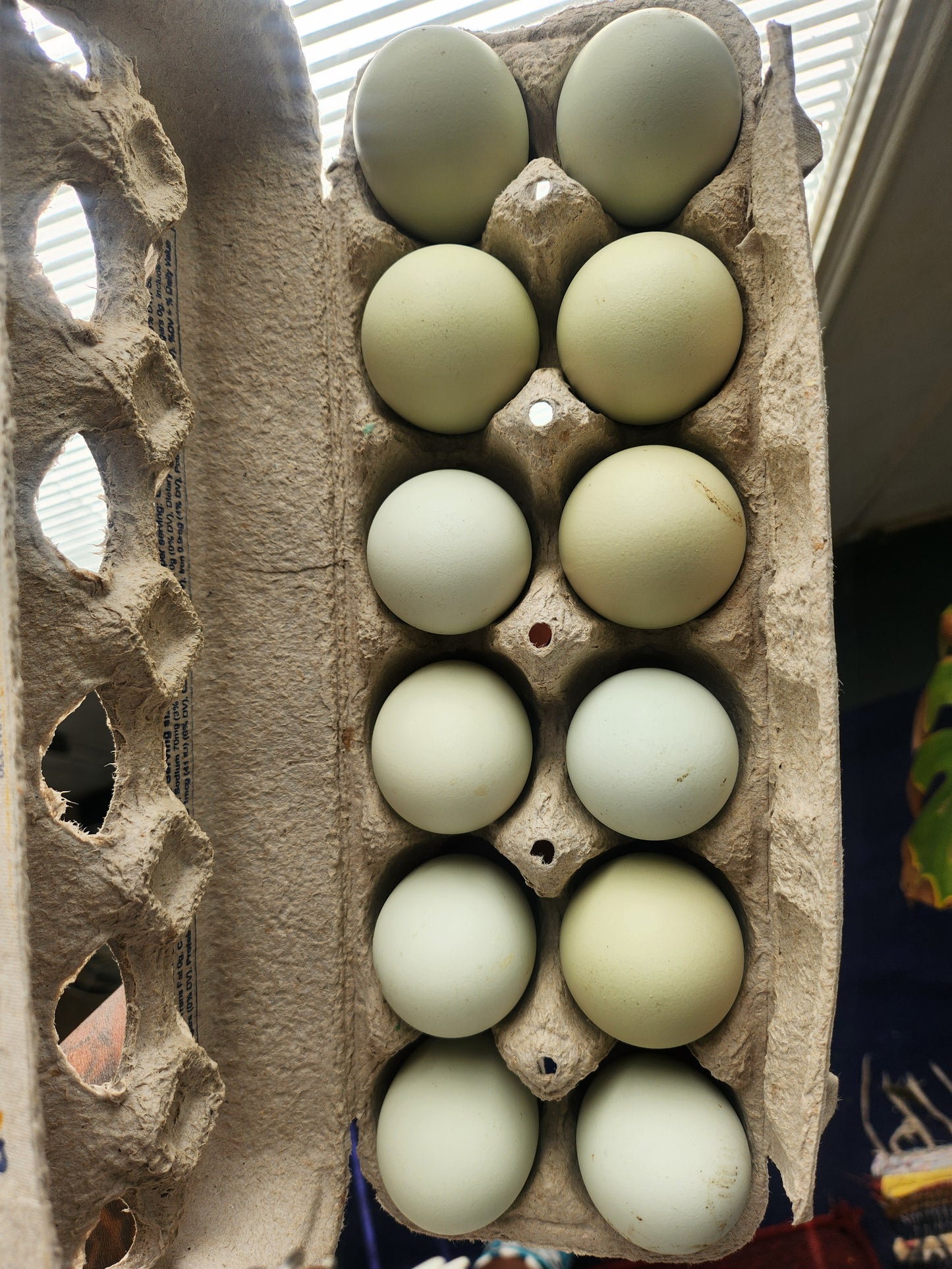 Blues and Greens Hatching eggs