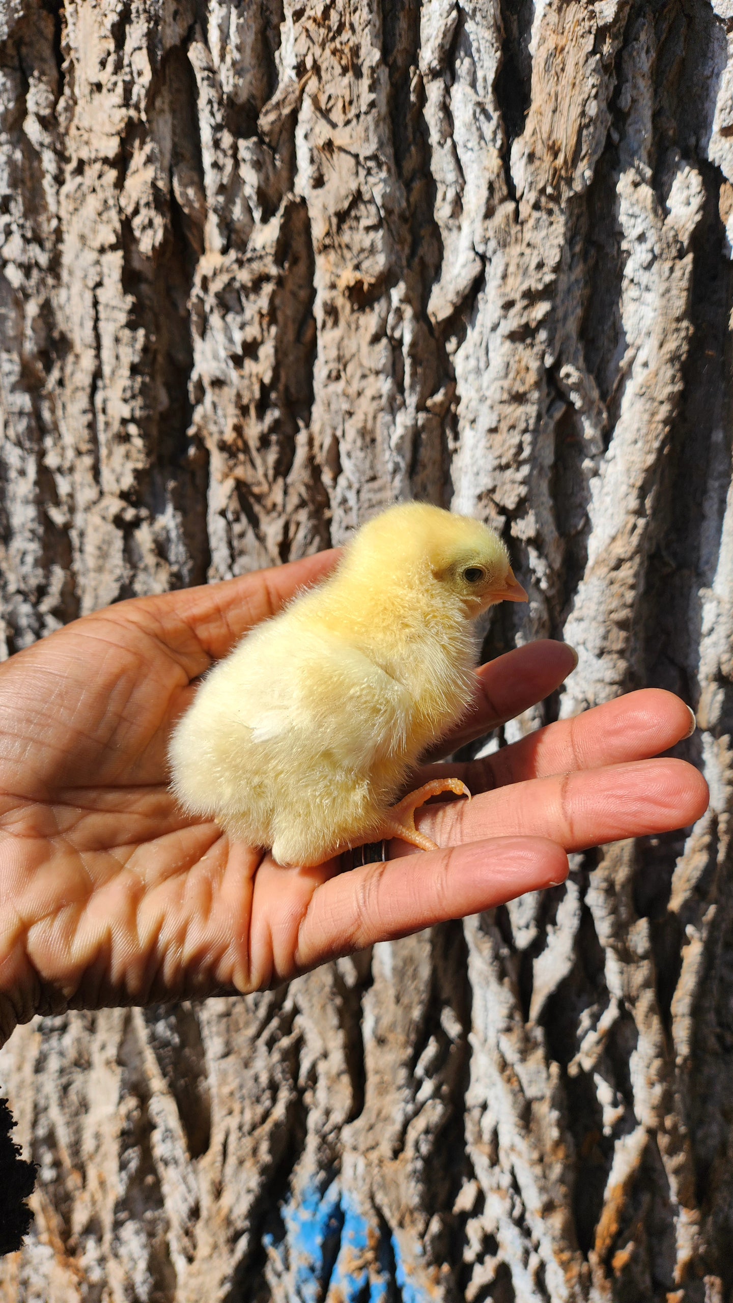 Day -Old chicks local pick up and delivery only