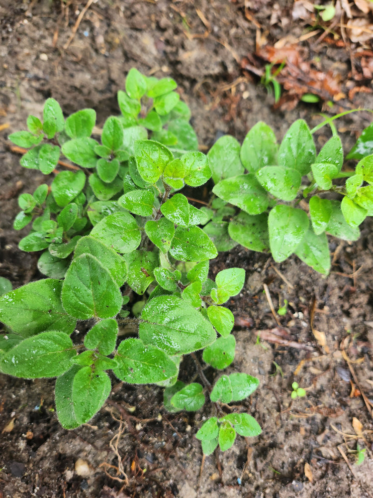 Herbal and Internal Wellness