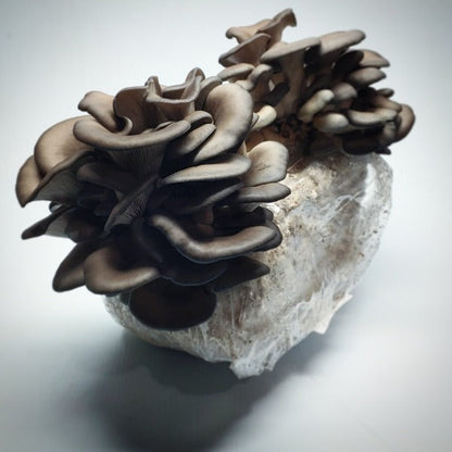 Blue Oyster Mushroom Grow Kit