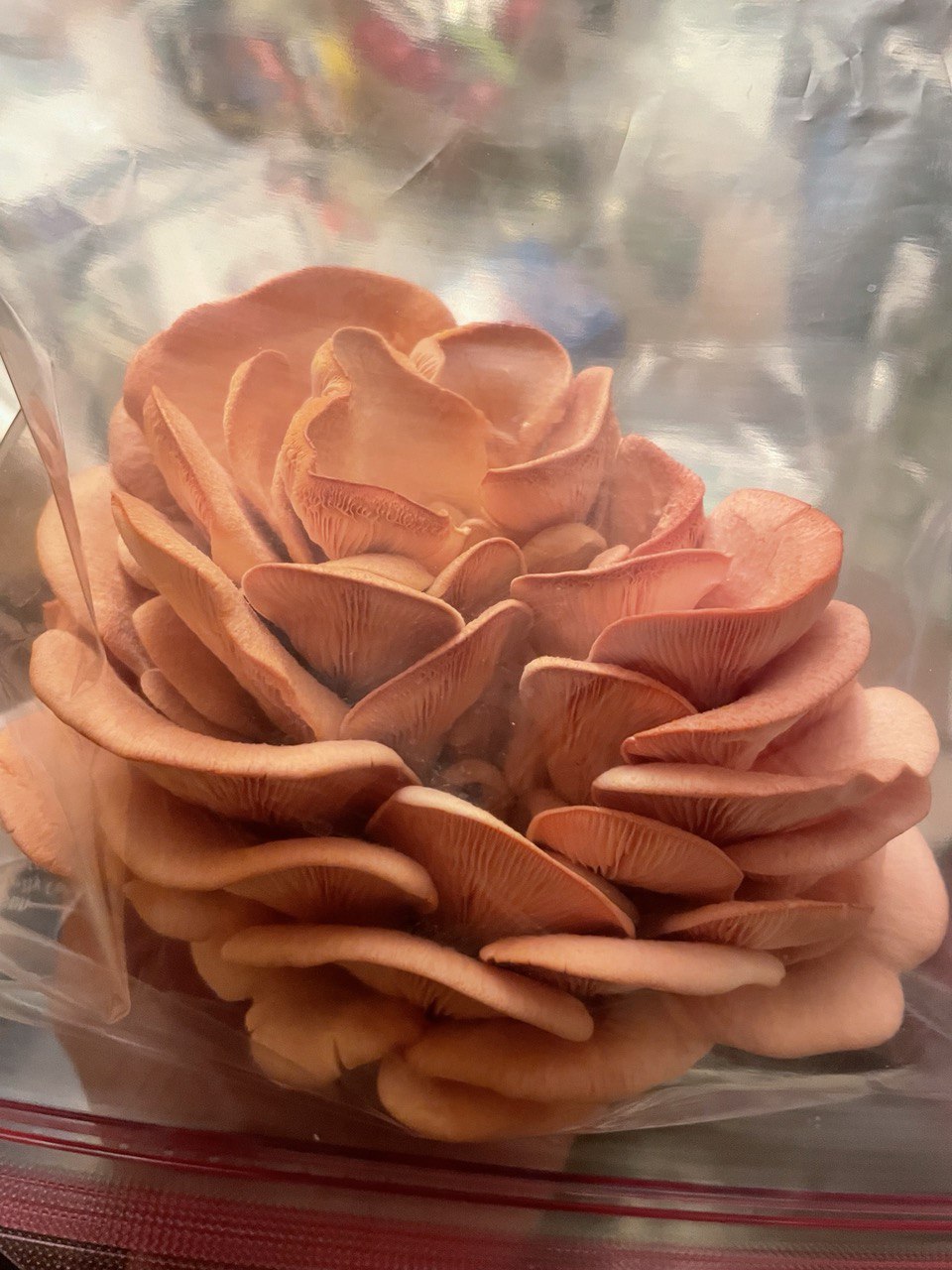 Pink Oyster Mushroom Grow Kit