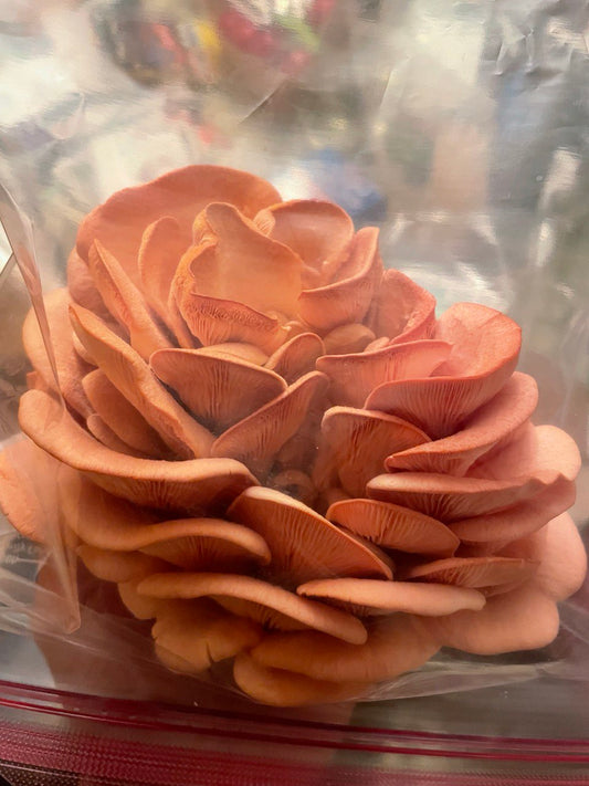 Pink Oyster Mushroom Grow Kit