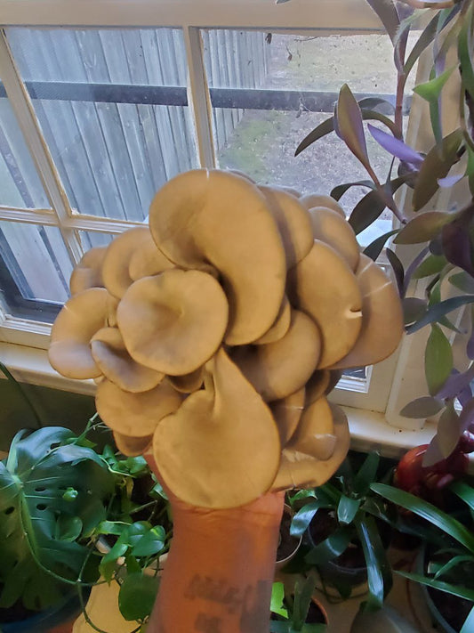 Blue Oyster Mushroom Grow Kit