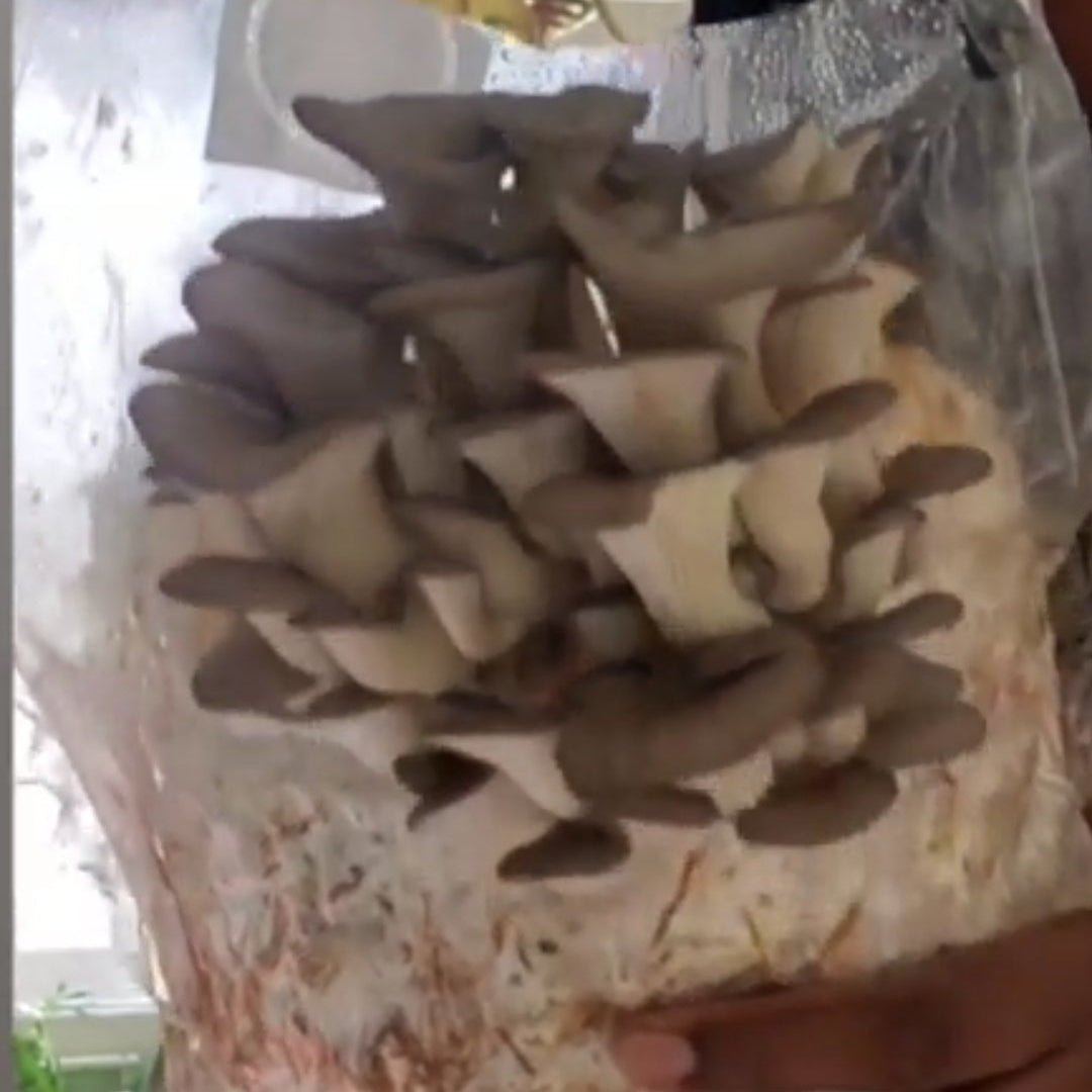 Blue Oyster Mushroom Grow Kit