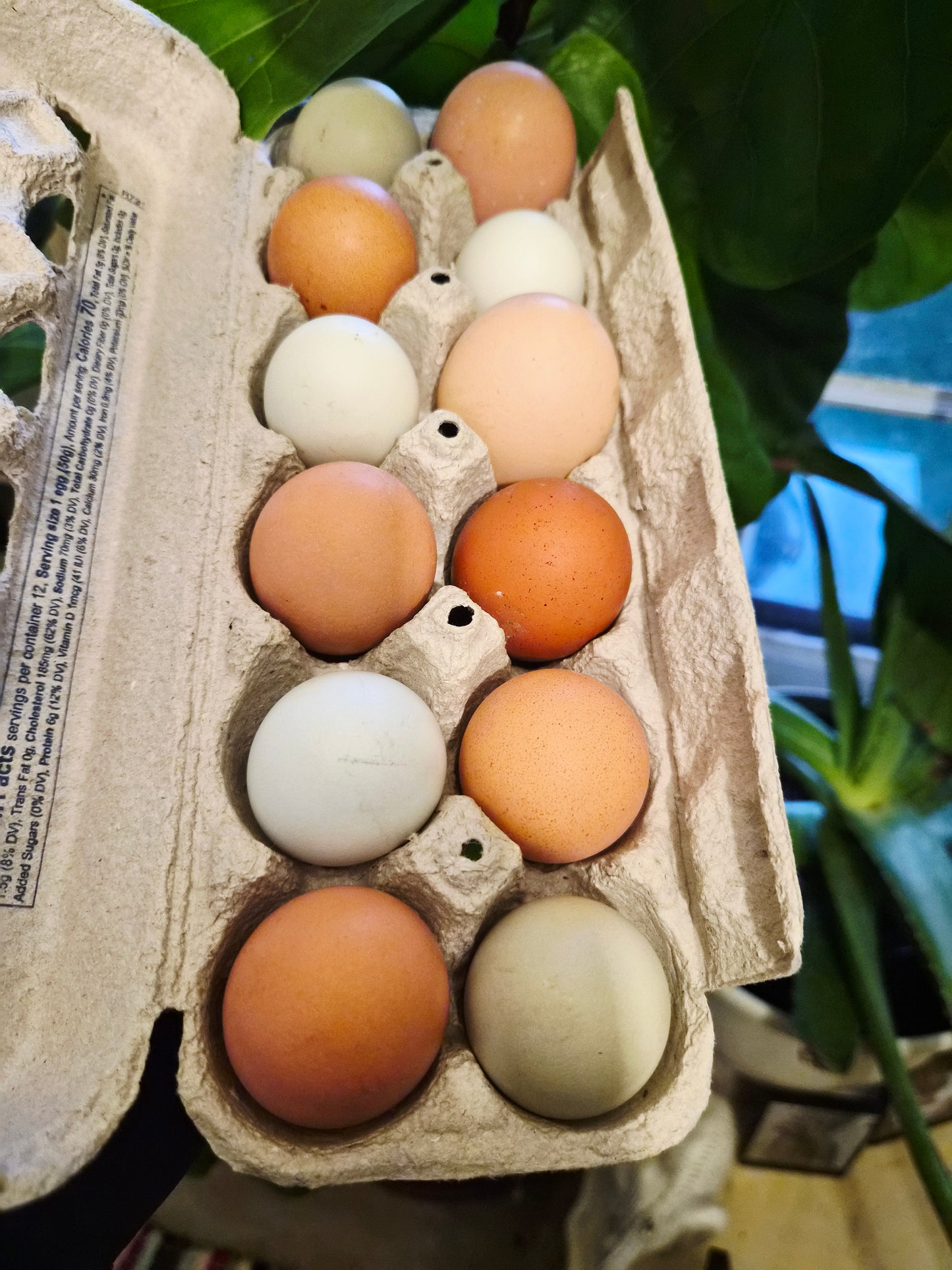 Hens choice  Rainbow Hatching Eggs