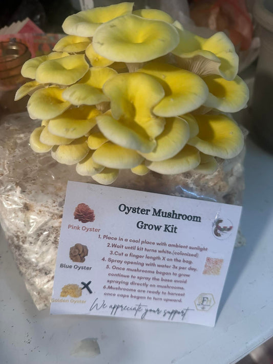 Golden Oyster Mushroom Kit