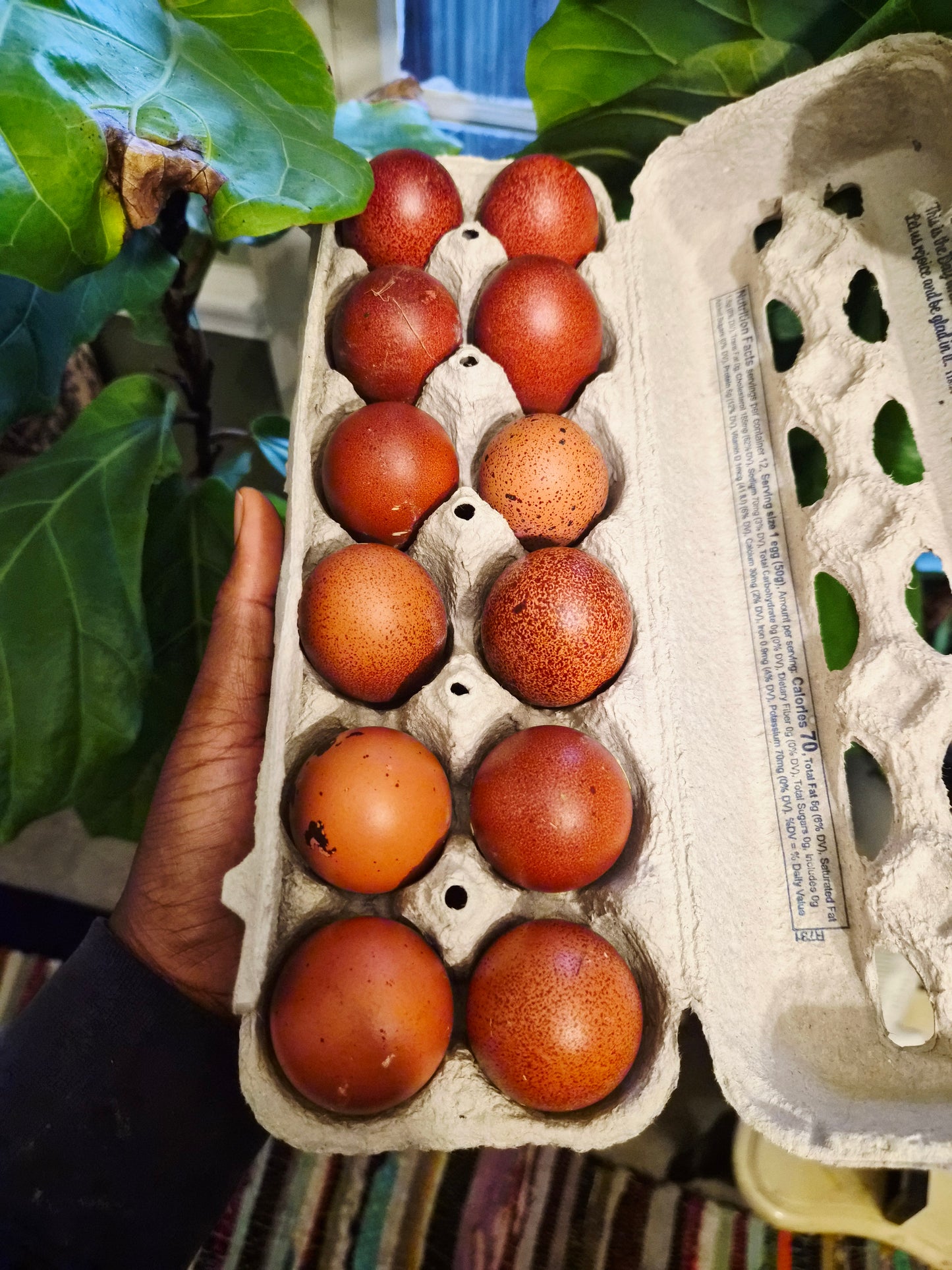 Marans  Olive eggers