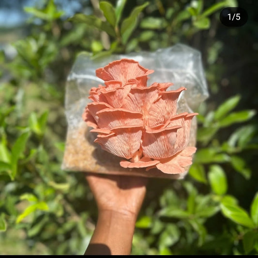 Pink Oyster Mushroom Grow Kit