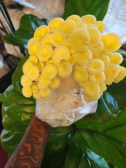 Golden Oyster Mushroom Kit