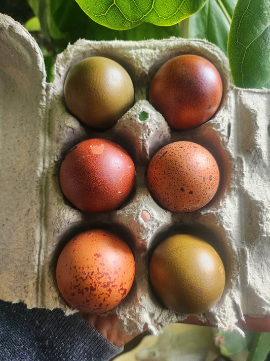 Olives and Browns Hatching eggs half dozen
