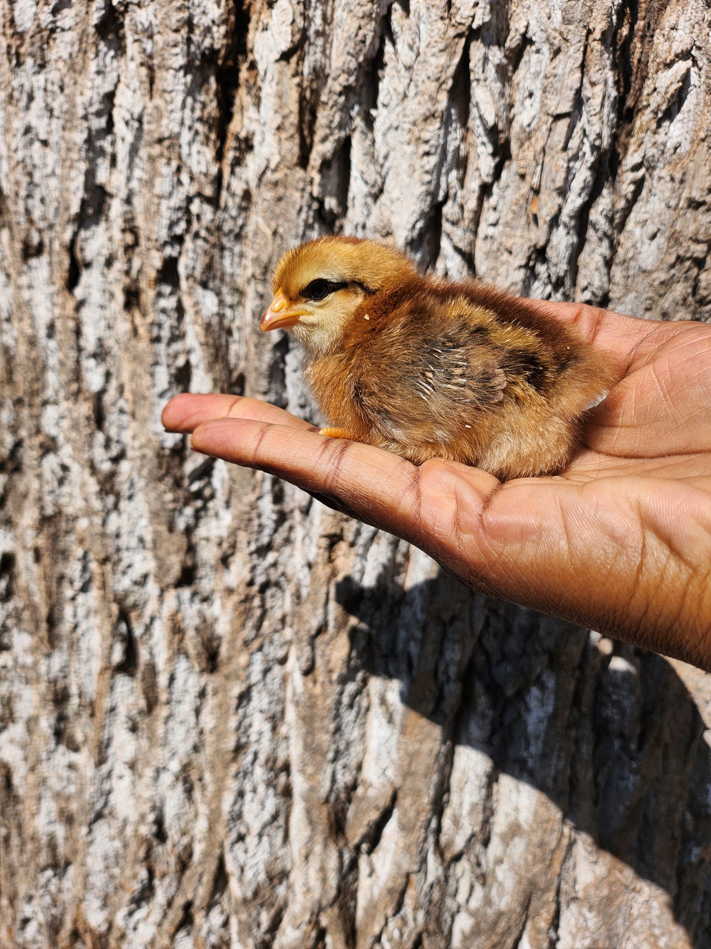Day -Old chicks local pick up and delivery only