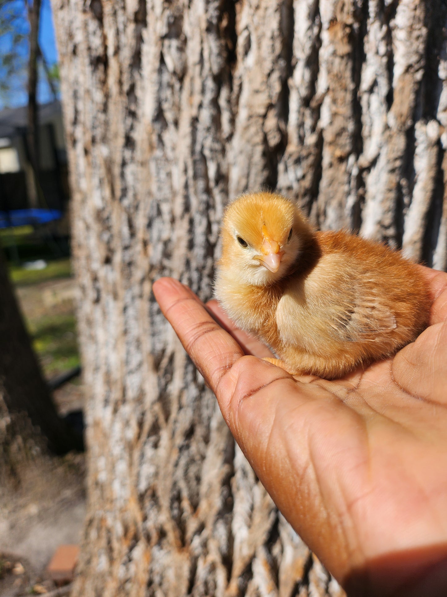 Day -Old chicks local pick up and delivery only