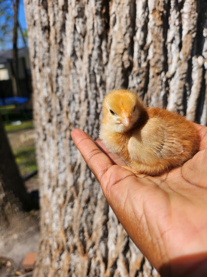 Day -Old chicks local pick up and delivery only