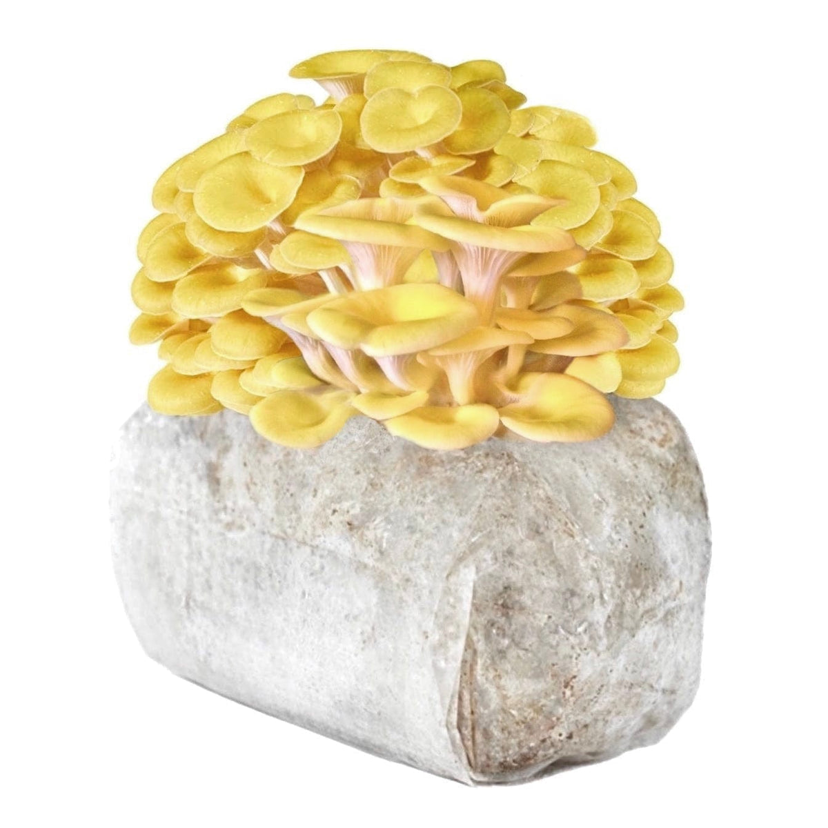 Golden Oyster Mushroom Kit